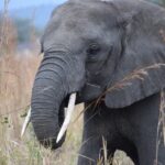 Elefant_nah