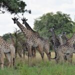 Giraffenherde